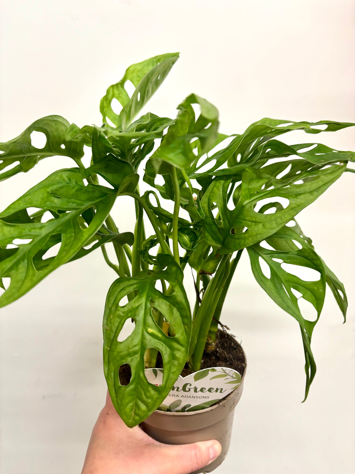 Monstera Adansonii