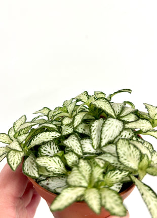 Fittonia White Forest Flame