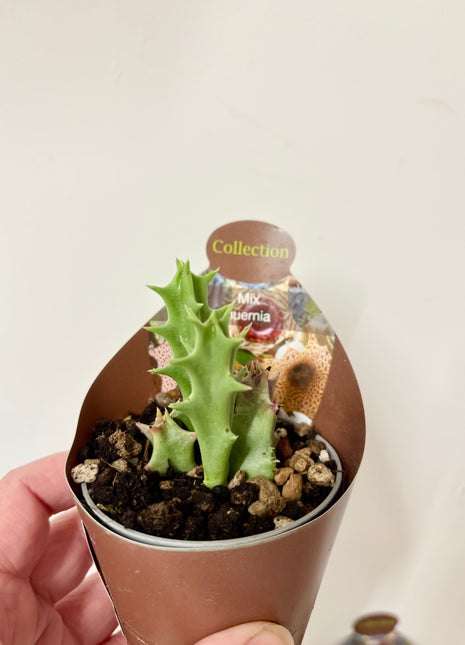 Huernia Macrocarpa