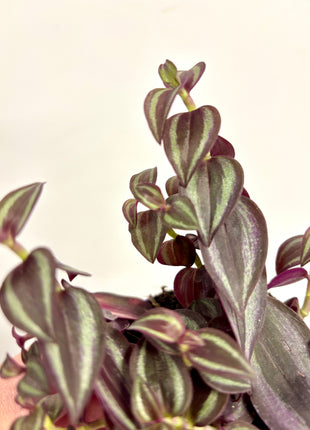 Tradescantia Zebrina