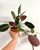 Maranta Fascinator