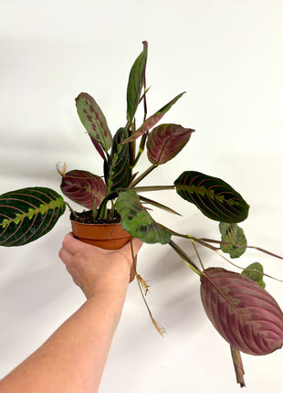 Maranta Fascinator