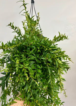 Aeschynanthus Japhrolepis