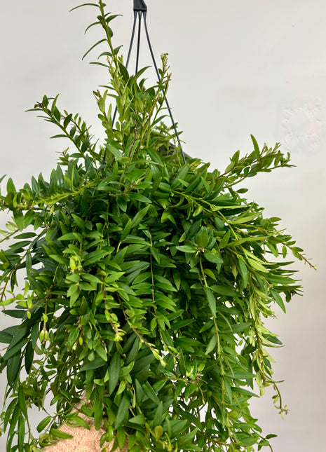 Aeschynanthus Japhrolepis