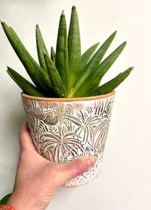 Sansevieria mixed