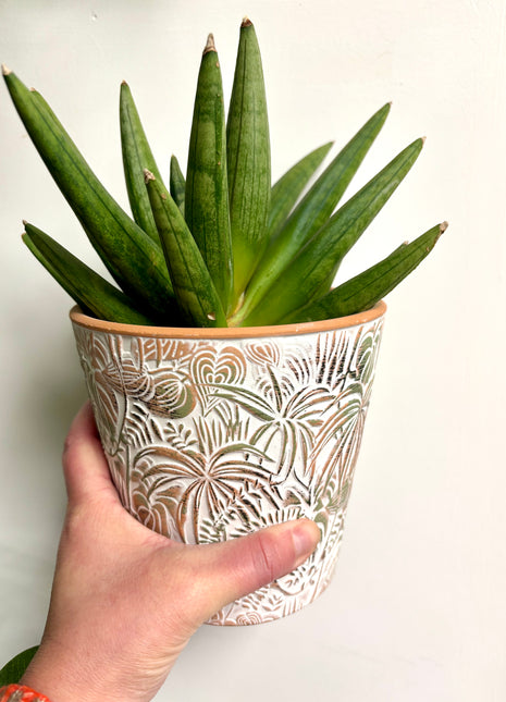 Sansevieria mixed