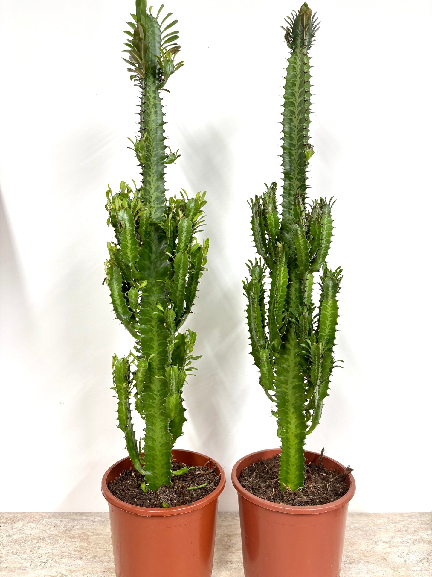 Euphorbia Trigona