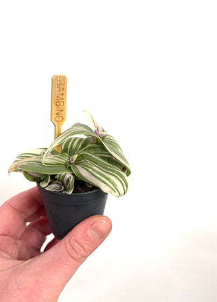 Mini Tradescantia 5.5cm