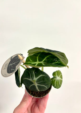 Alocasia Ninja