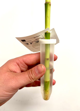 Dracaena Lucky Bamboo