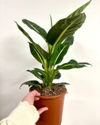 Dieffenbachia