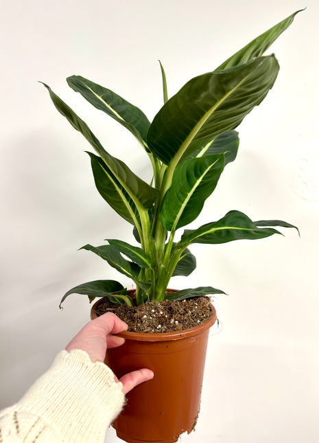 Dieffenbachia