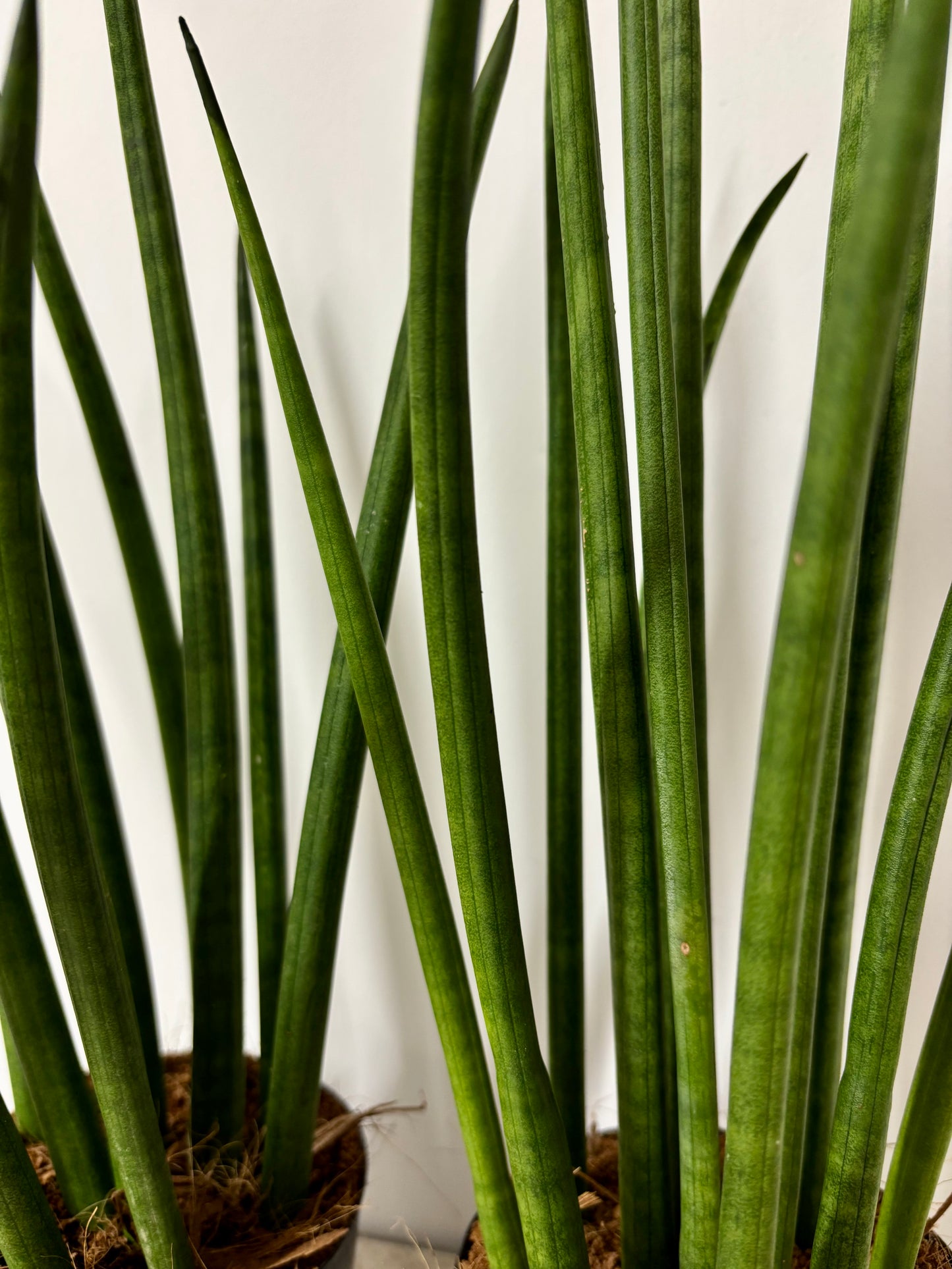 Sansevieria Cylindrical Potted