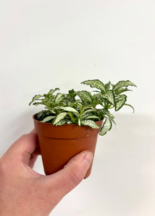 Fittonia White Forest Flame