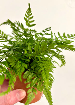 Athyrium/Lady Fern