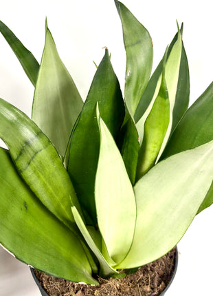 Sansevieria Moonshine