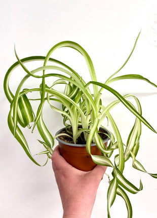 Chlorophytum Bonnie