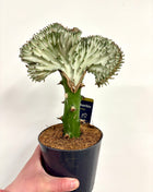 Euphorbia Lactea Cristata