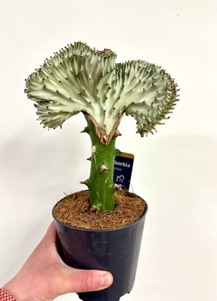 Euphorbia Lactea Cristata