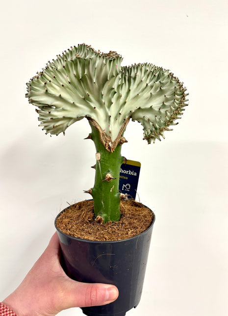 Euphorbia Lactea Cristata