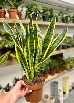 Sansevieria Laurentii