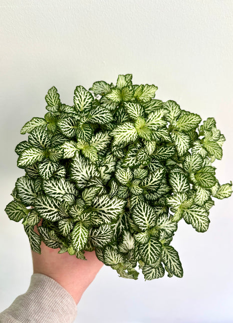 Fittonia