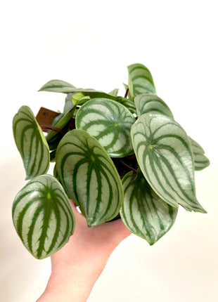 Peperomia Watermelon