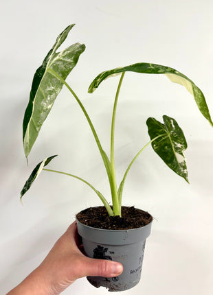 Alocasia Frydrek Variegata