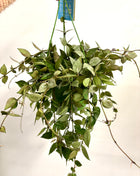 Hoya Keramische Eskimo