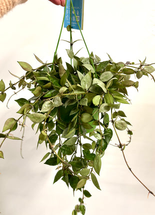 Hoya Keramische Eskimo