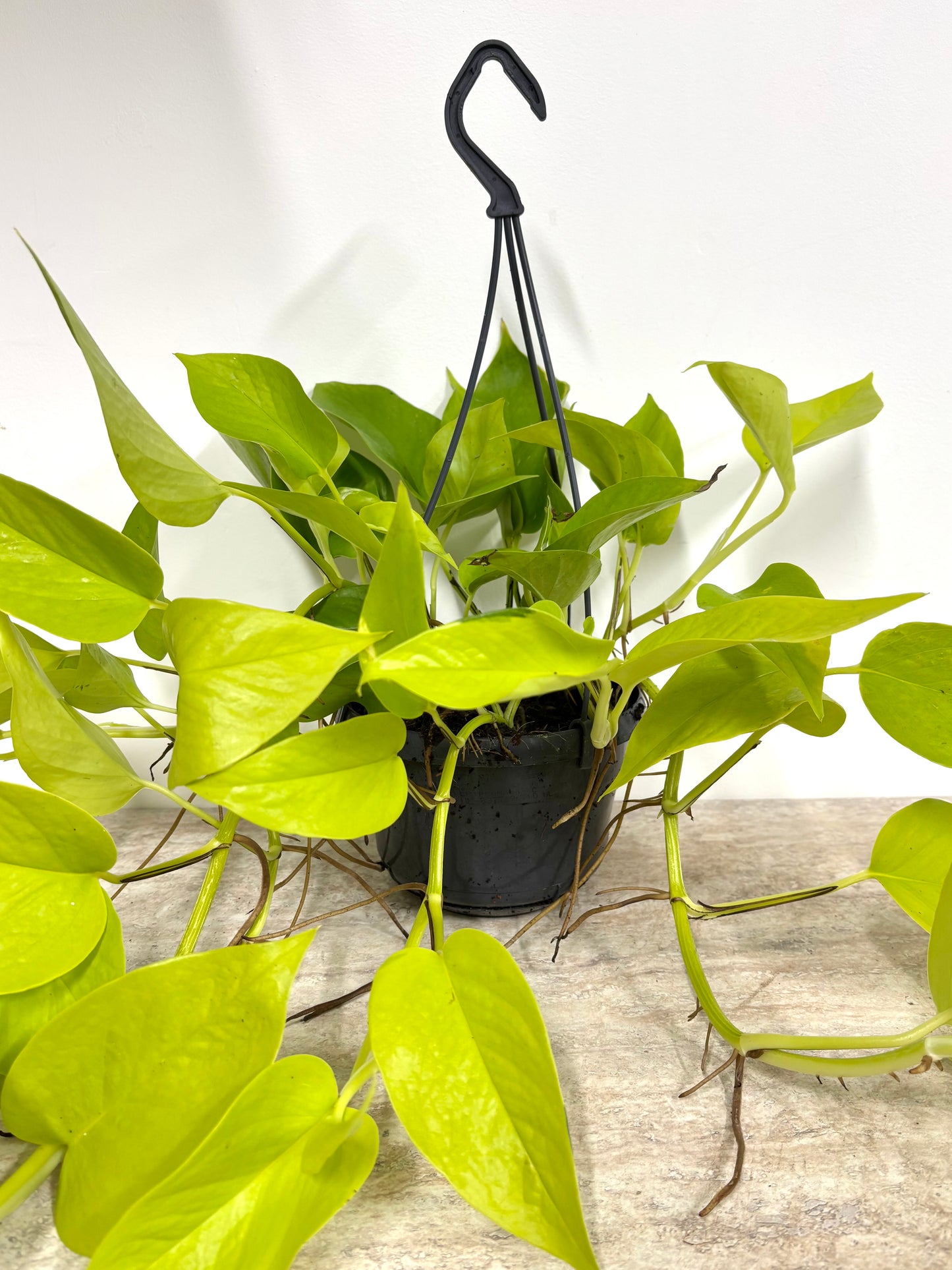 Epipremnum Golden Pothos