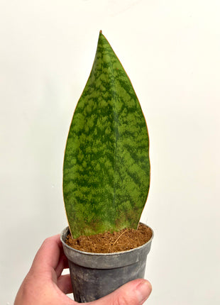 Sansevieria Whale Fin
