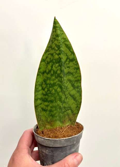 Sansevieria Whale Fin