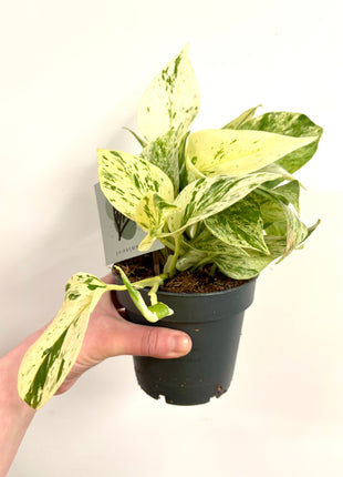 Epipremnum Snow Leopard