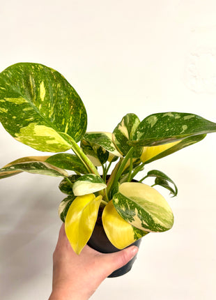 Philodendron Congo Variegata (possibly Green Congo Nuclear)