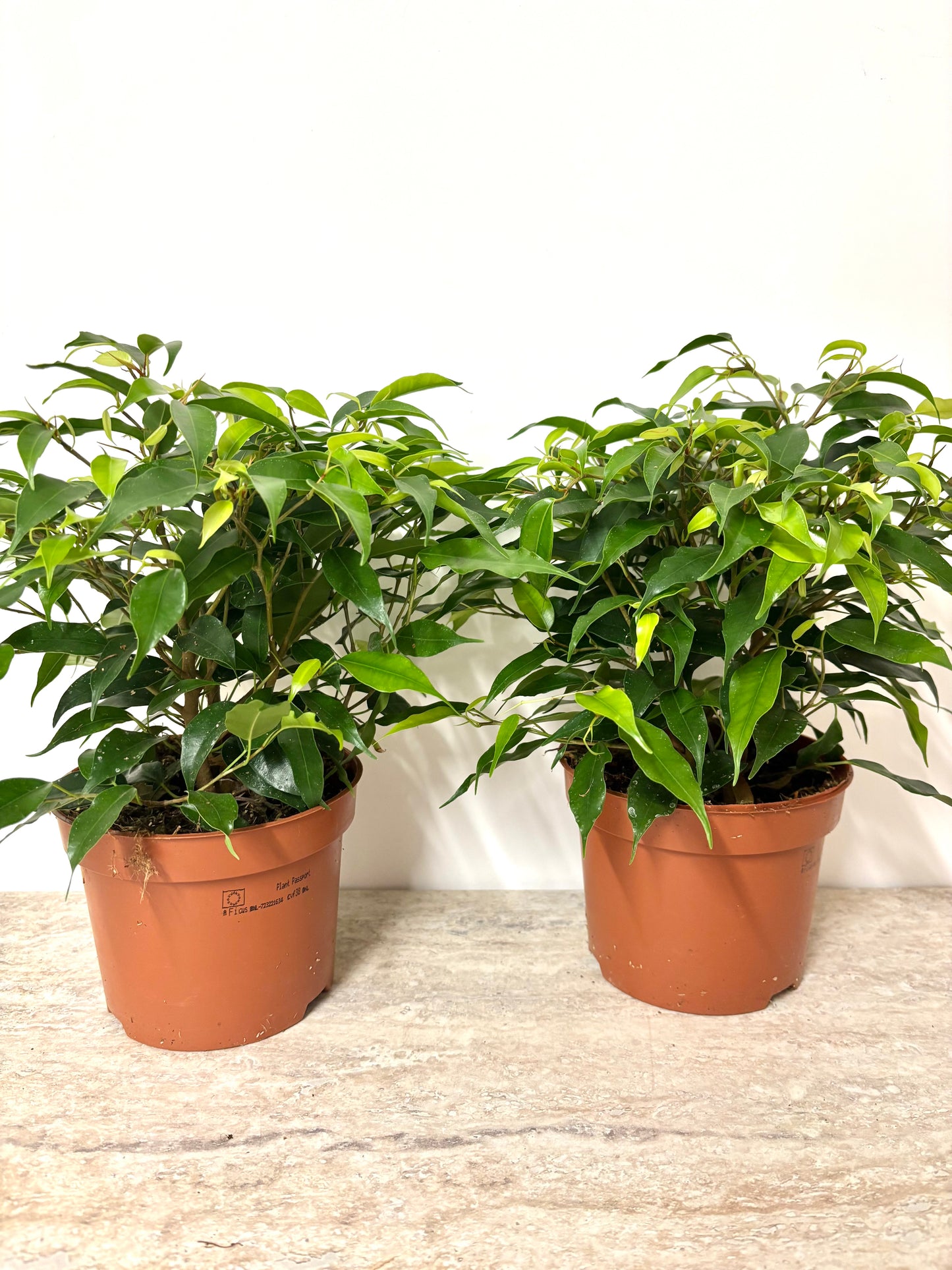 Ficus Green Kinky