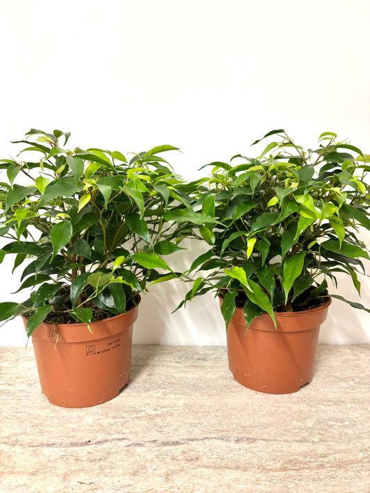 Ficus Green Kinky