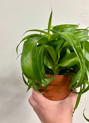 Chlorophytum Green Bonnie