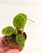 Macodes Petola/Jewel Orchid
