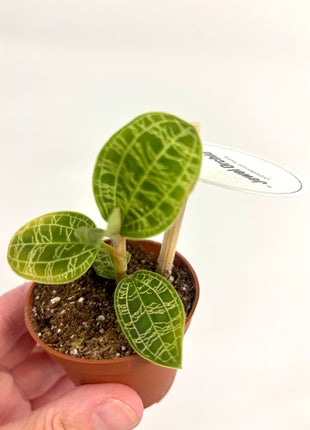 Macodes Petola/Jewel Orchid