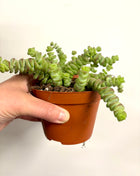 Crass Marnieriana Hottentot