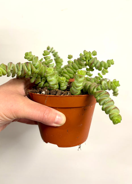 Crass Marnieriana Hottentot
