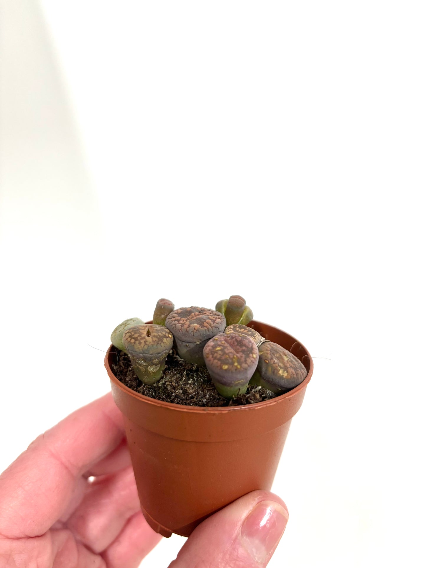 Lithops