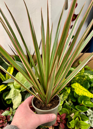 9cm mixed random plants