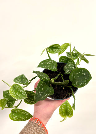 Scindapsus Pictus Argyraeus