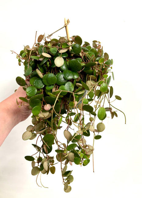 Peperomia Rotundilimba Pepperspot