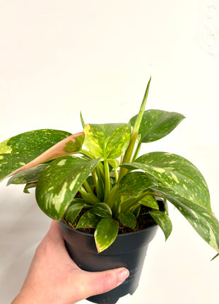 Philodendron Congo Variegata (possibly Green Congo Nuclear)