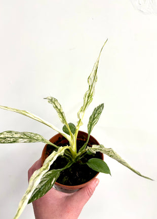Spathiphyllum ‘sensation’ variegated