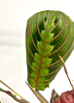 Maranta Fascinator