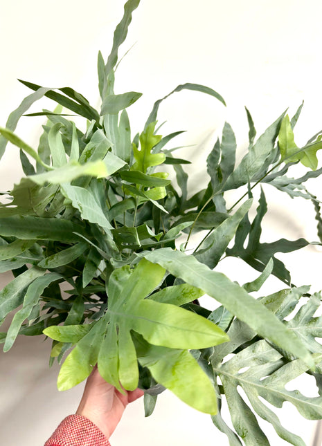 Phlebodium Blue Star